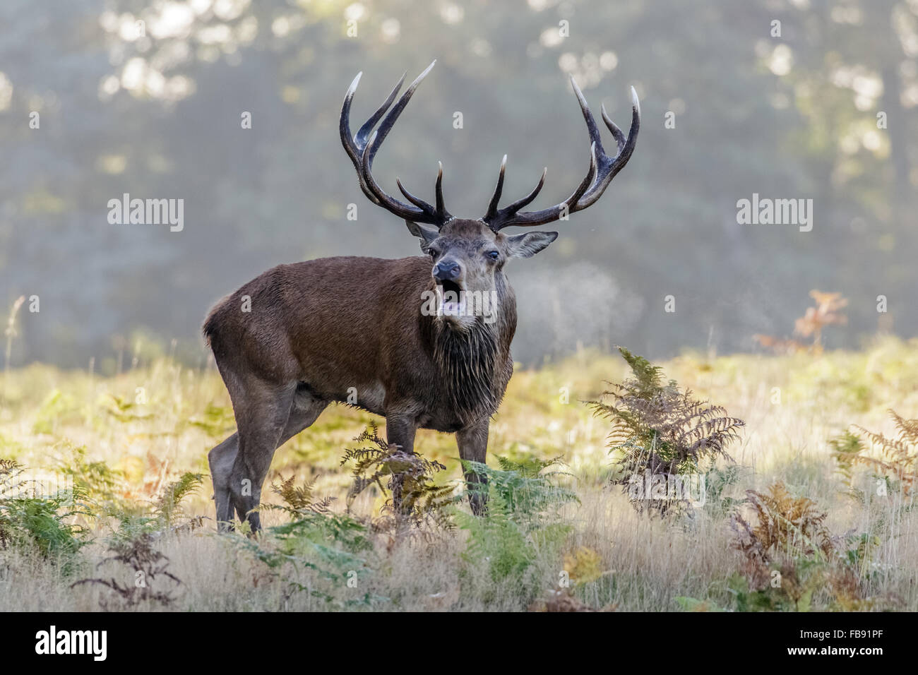 Rut ciervo el ciervo colorado (Cervus elaphus) bugling o llamando en una mañana fría. Foto de stock