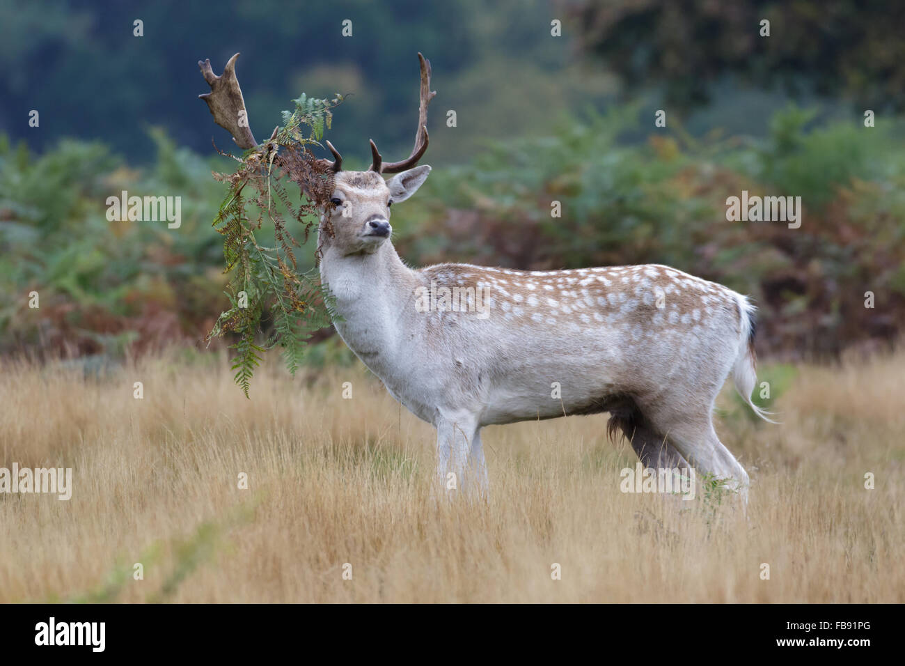 Color pálido Gamo rodera buck (Dama dama) con helecho colgando de sus astas. Foto de stock