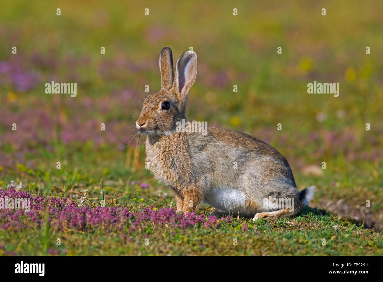 Los jóvenes europeos / común CONEJO conejo (Oryctolagus cuniculus) en Meadow en verano Foto de stock
