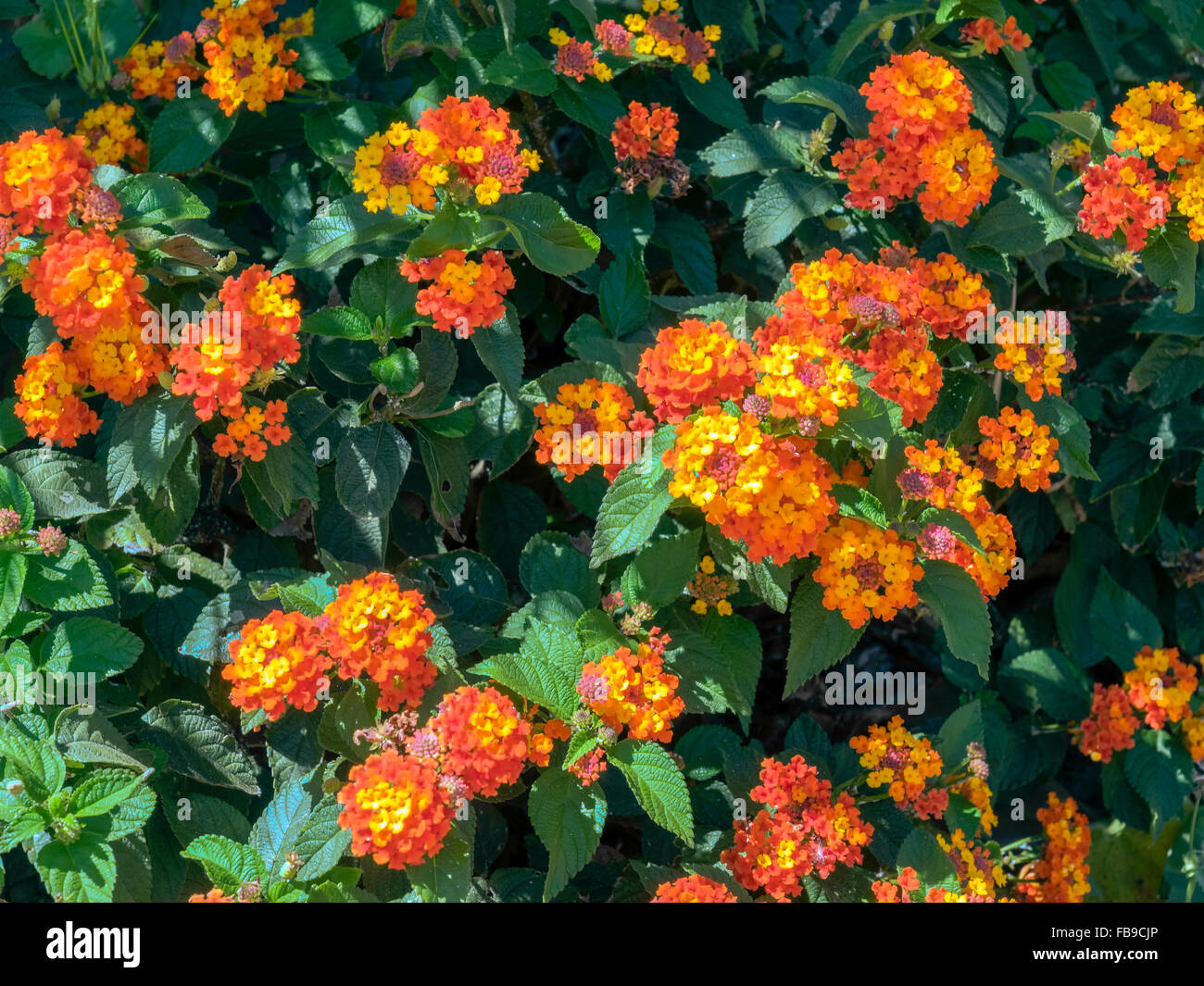Arbusto Lantana camara en Marbella Fotografía de stock - Alamy