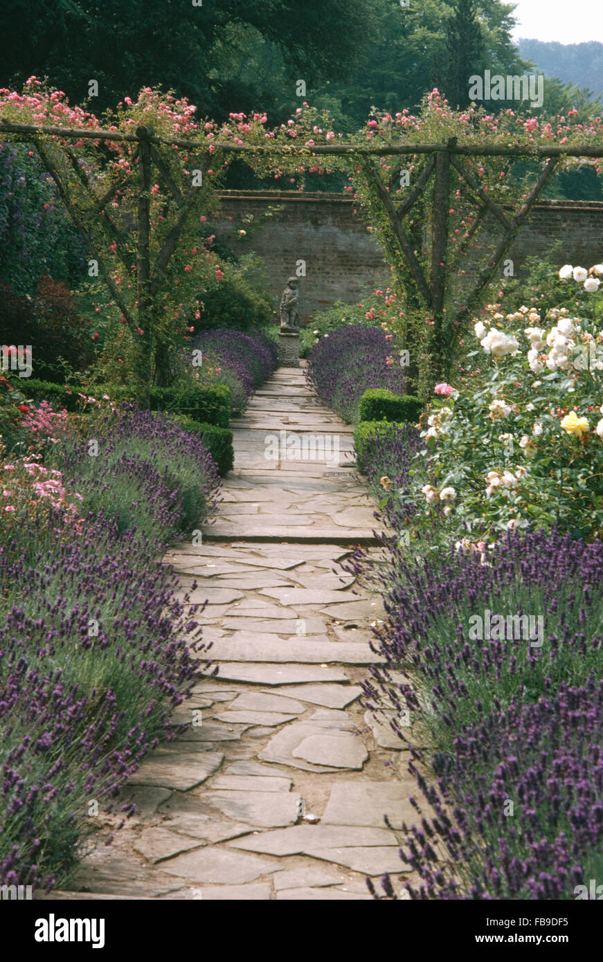 La lavanda y rosas blancas que crecen en los bordes de cada lado de un  camino pavimentado de locos en el jardín con flores rosas rosas trepadoras  sobre pergola Fotografía de stock -