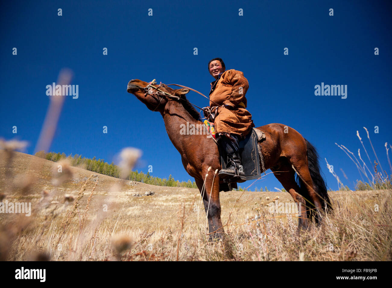 Un pastor asintiendo con la cabeza del caballo en la tarde el calor del verano en el Parque Nacional Gorkhi Terelj, Mongolia. Foto de stock