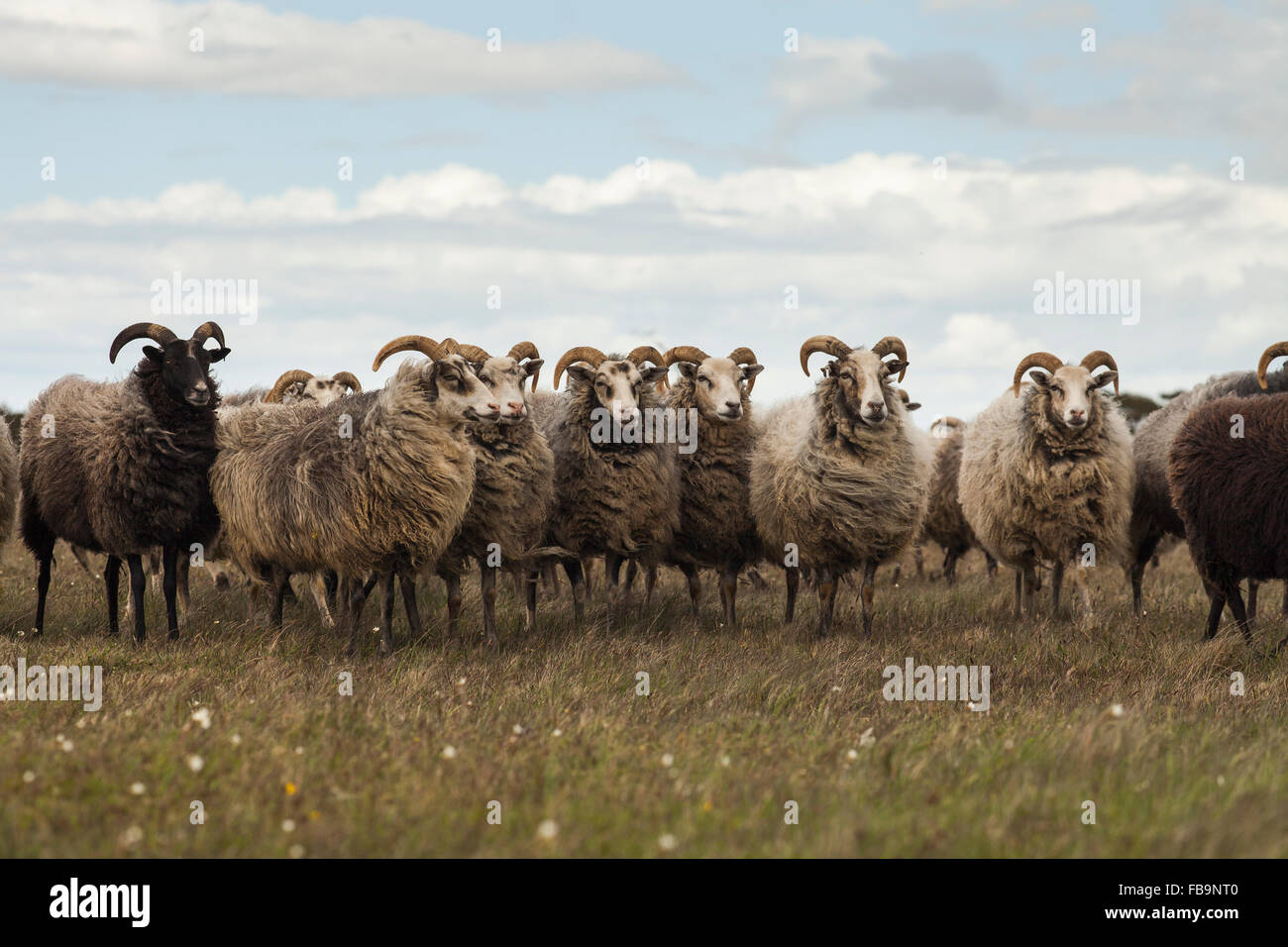 Suecia, Gotland, rebaño de ovejas en la pradera Foto de stock