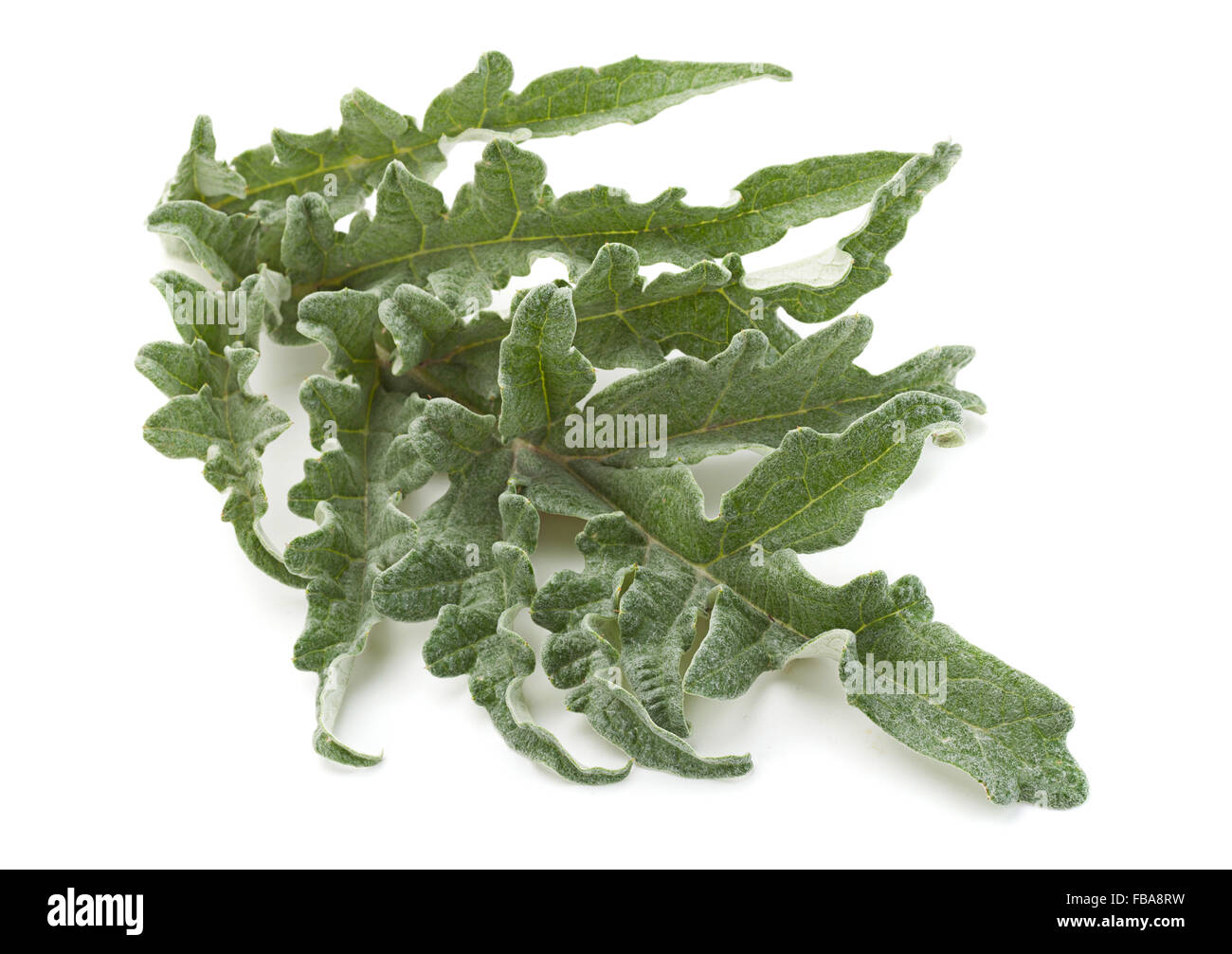 Hoja de alcachofa fotografías e imágenes de alta resolución - Alamy