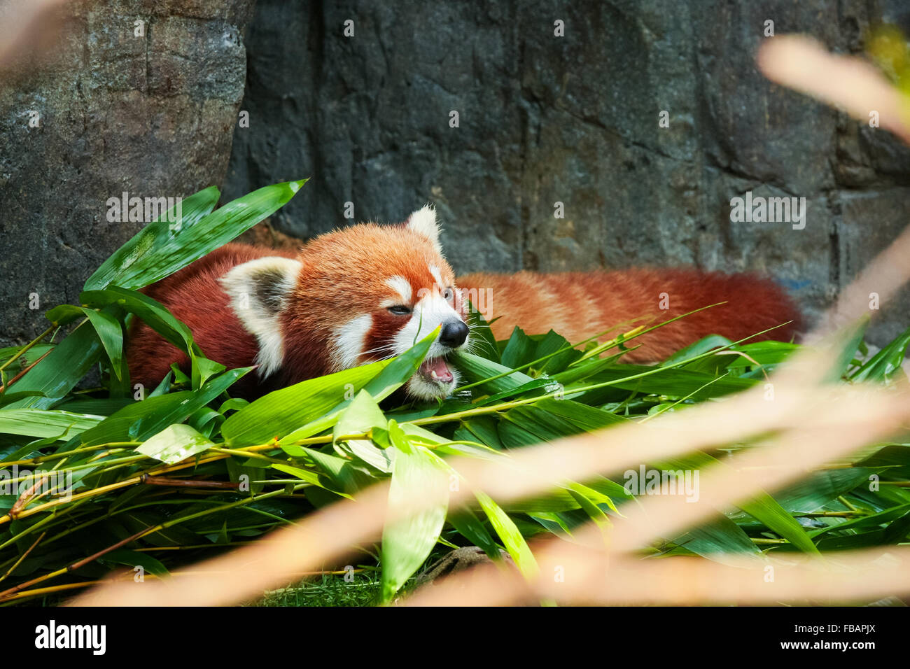 Cute Red Panda Laying Down Fotos E Imagenes De Stock Alamy
