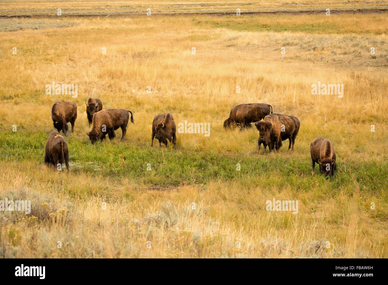 Parte de una manada de búfalos pastando en el golden artemisa llanuras del valle Lamar en el Parque Nacional Yellowstone, Wyoming. Foto de stock