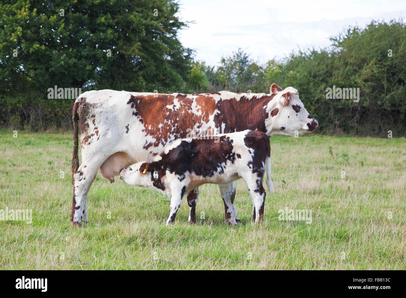 Rara especie ganado normando en el Somerset niveles Foto de stock
