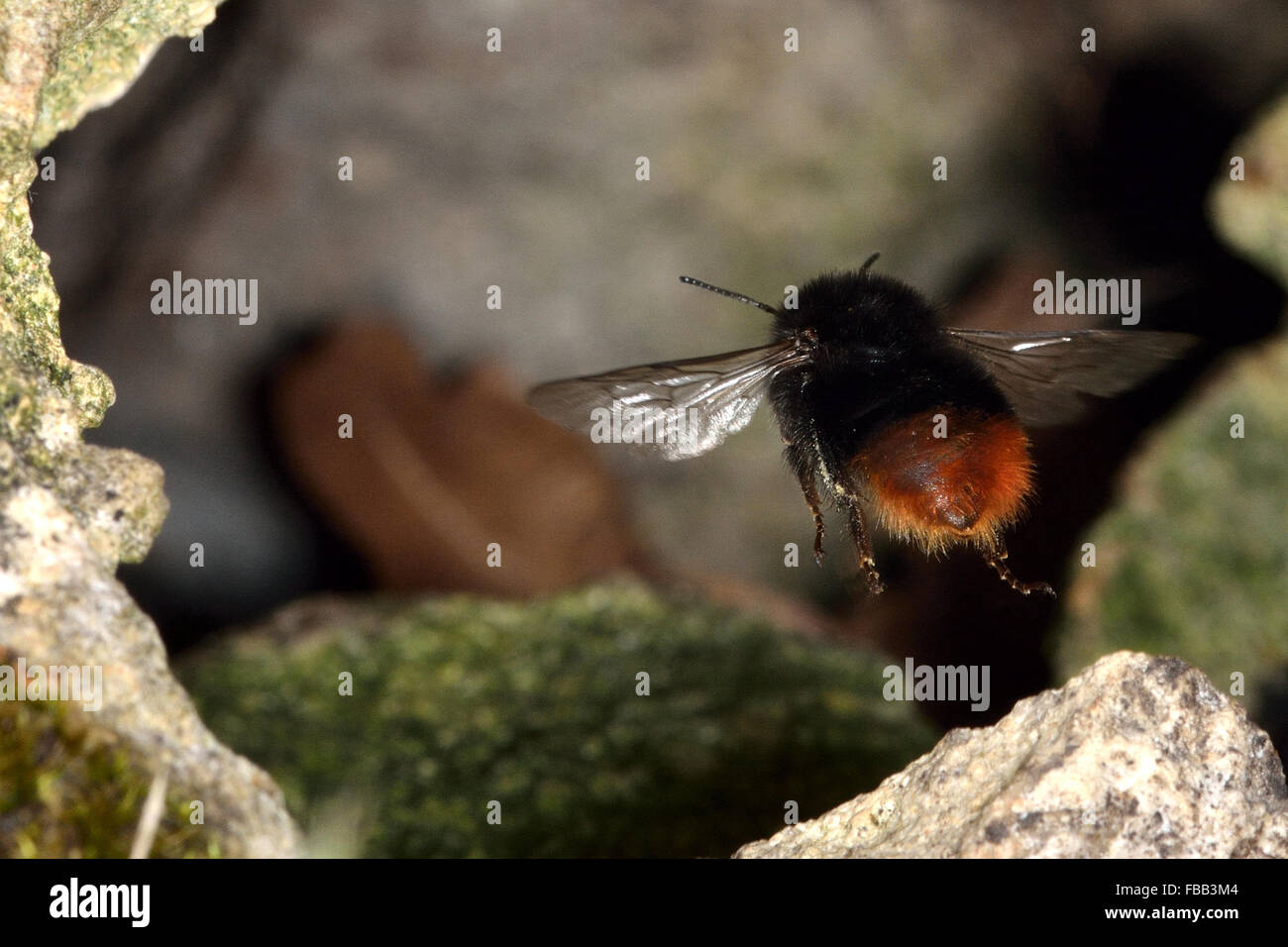 Cola roja de abejorros (Bombus lapidarius) en vuelo entrando en nido. Una abeja obrera en vuelo, regresan a su nido entre las rocas Foto de stock