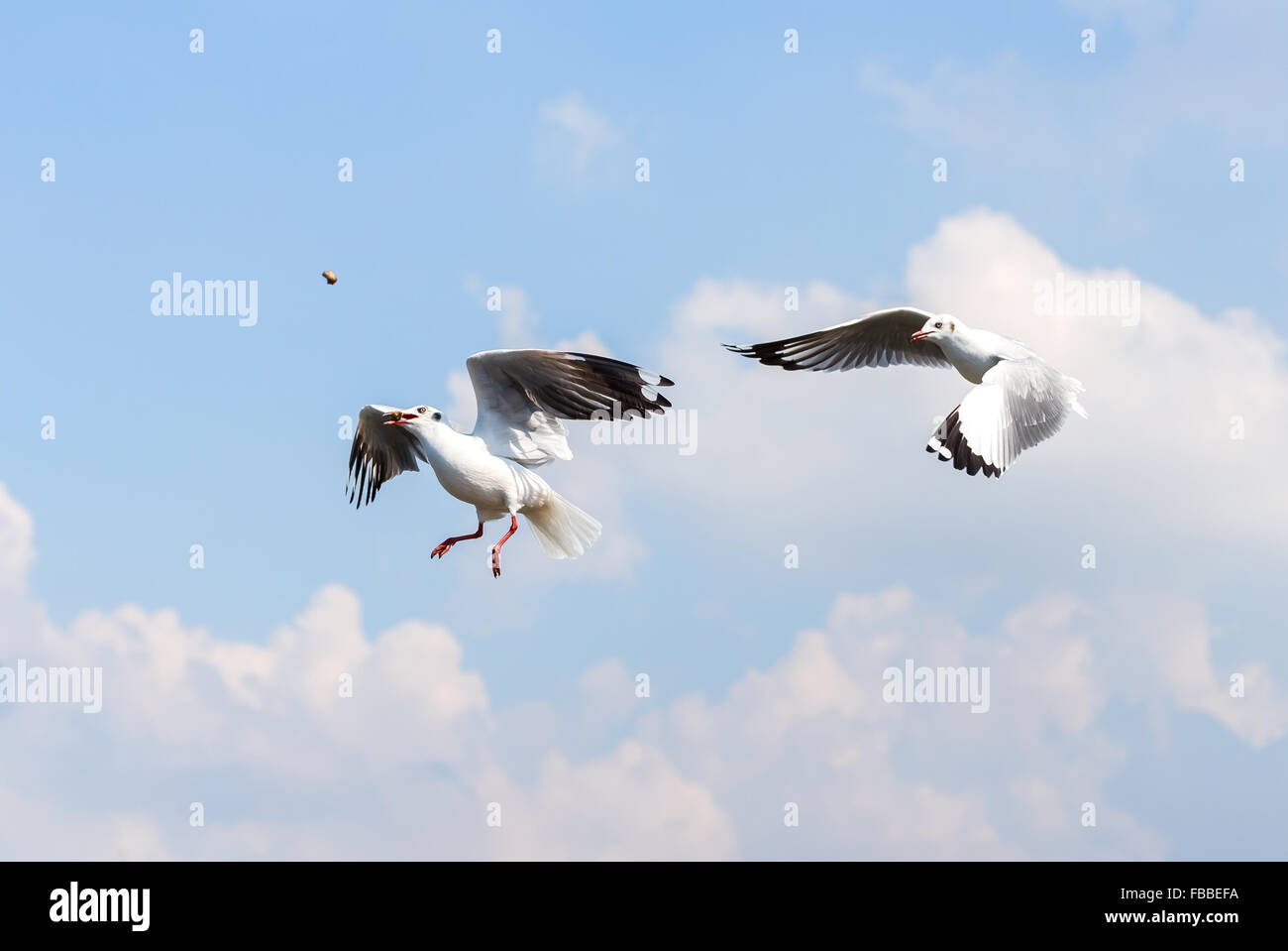Dos gaviotas intenta conseguir comida en el aire el nublado cielo azul Foto de stock