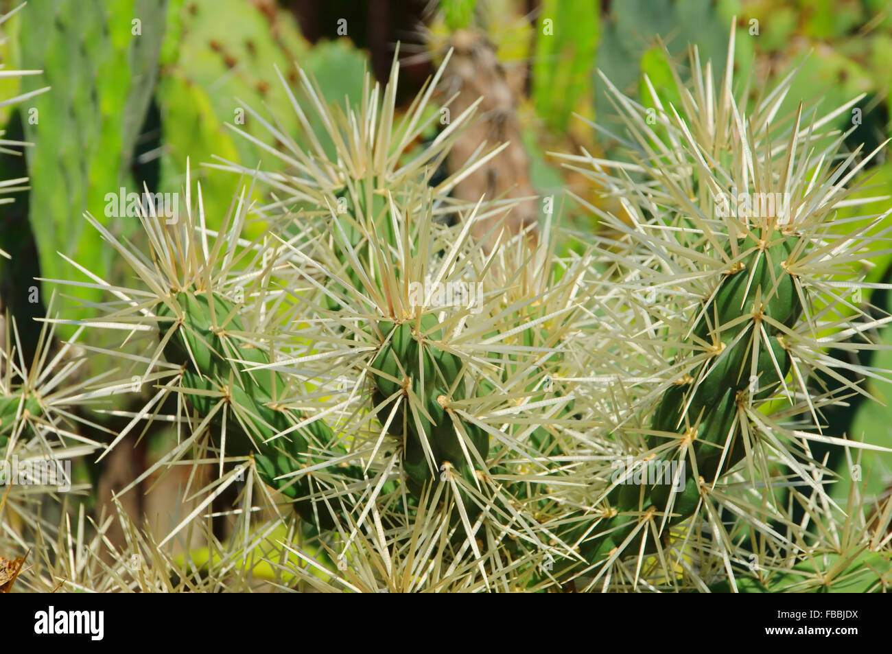 Opuntia tunicata 02 Foto de stock