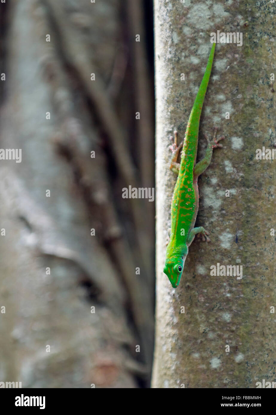Gecko verde en las Seychelles Foto de stock