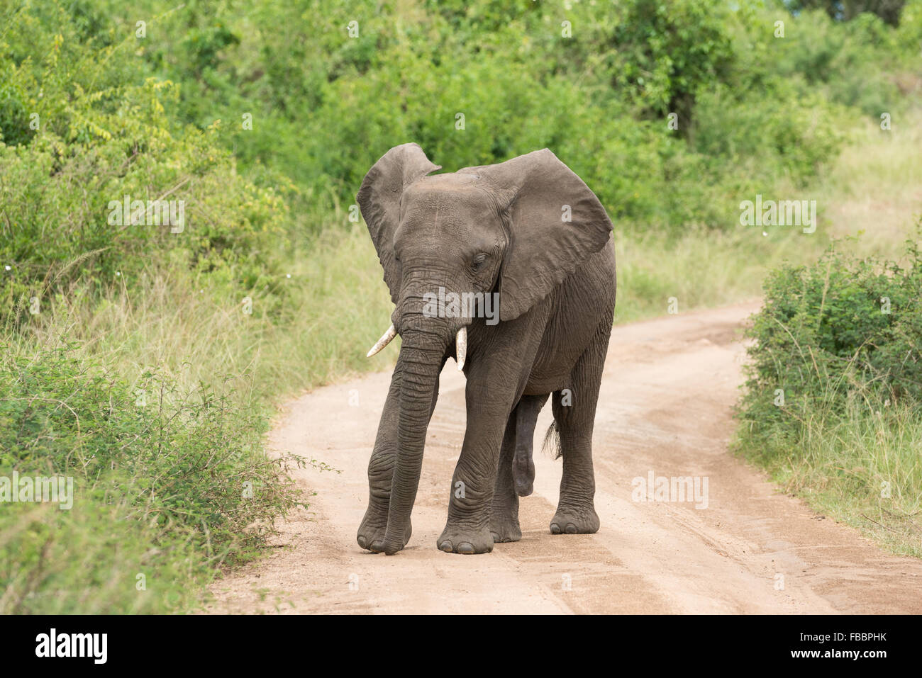 Elefantes en el Parque Nacional Queen Elizabeth, Uganda Foto de stock