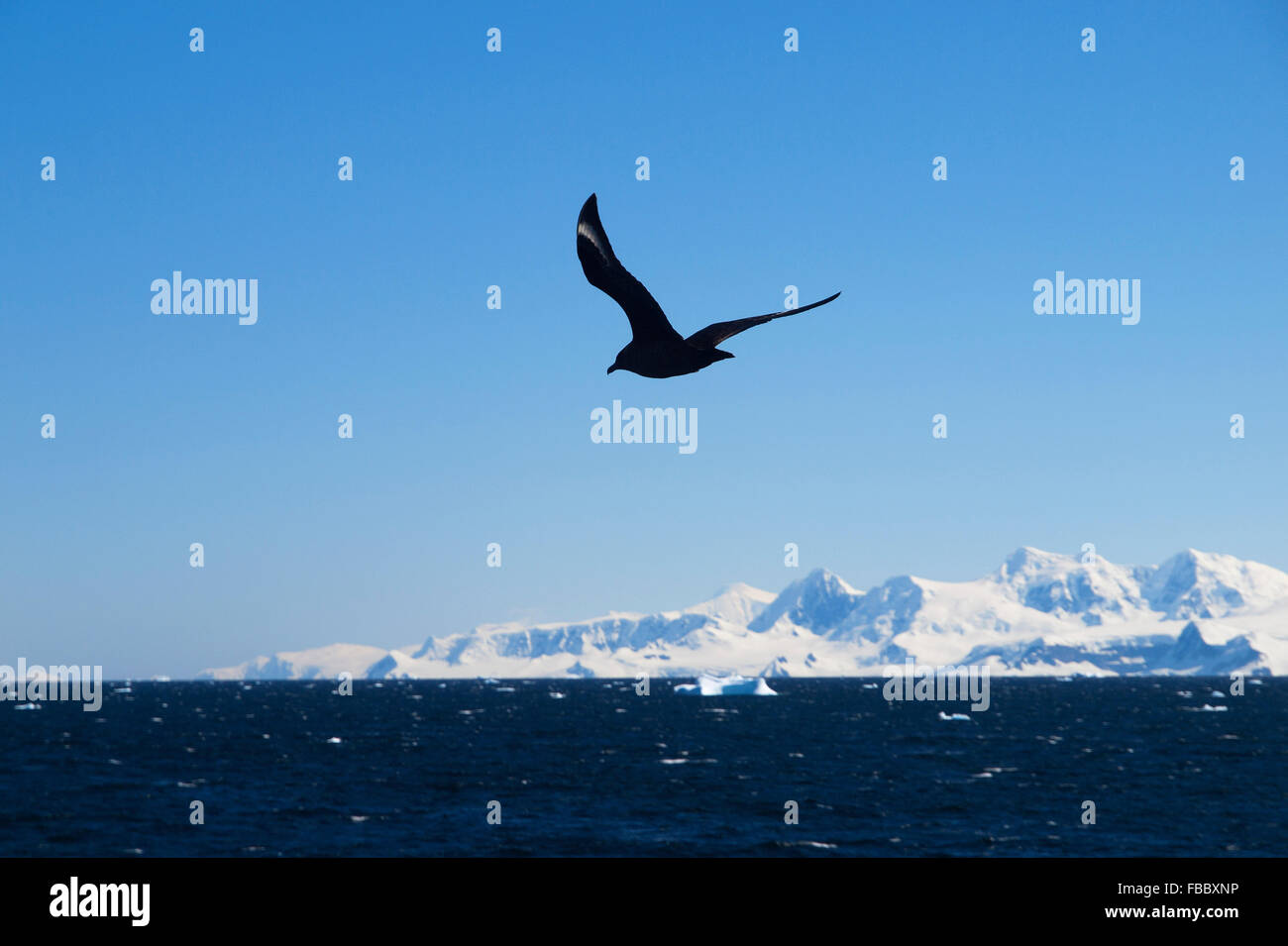 Pájaro en pleno vuelo y montaña como telón de fondo, en la Península Antártica Foto de stock