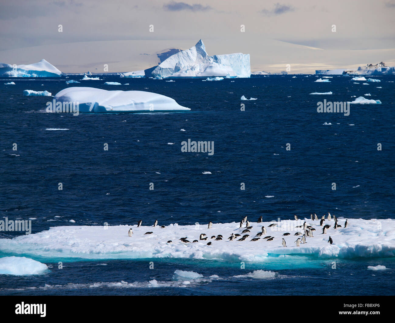 Los pingüinos rey sobre el témpano de hielo, en la Península Antártica Foto de stock