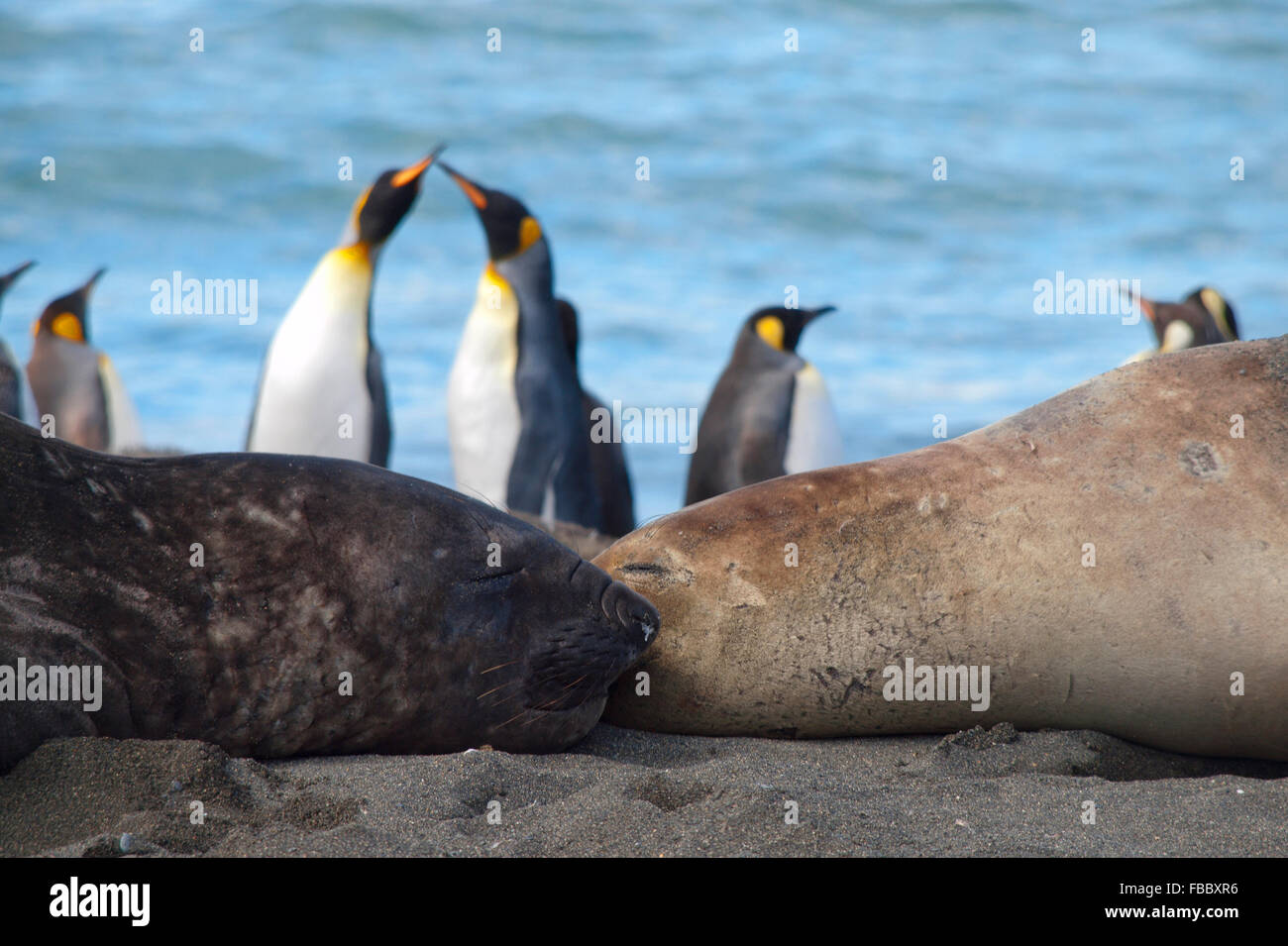 Dormir elefantes marinos y pingüinos rey. Foto de stock