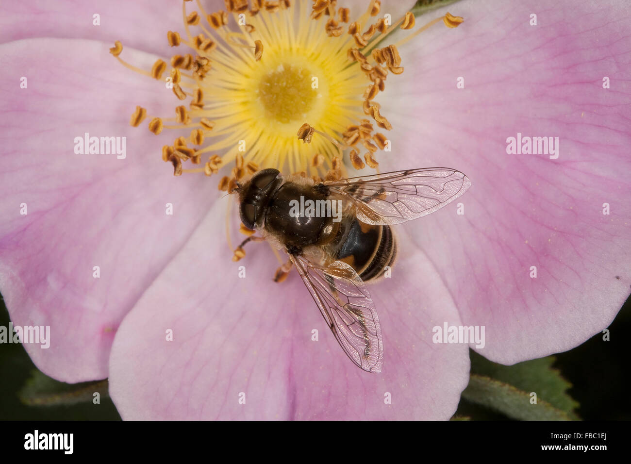 Menor drone fly, hoverfly, Kleine Bienen-Schwebfliege, Kleine Bienenschwebfliege, Eristalis arbustorum, Blütenbesuch Foto de stock