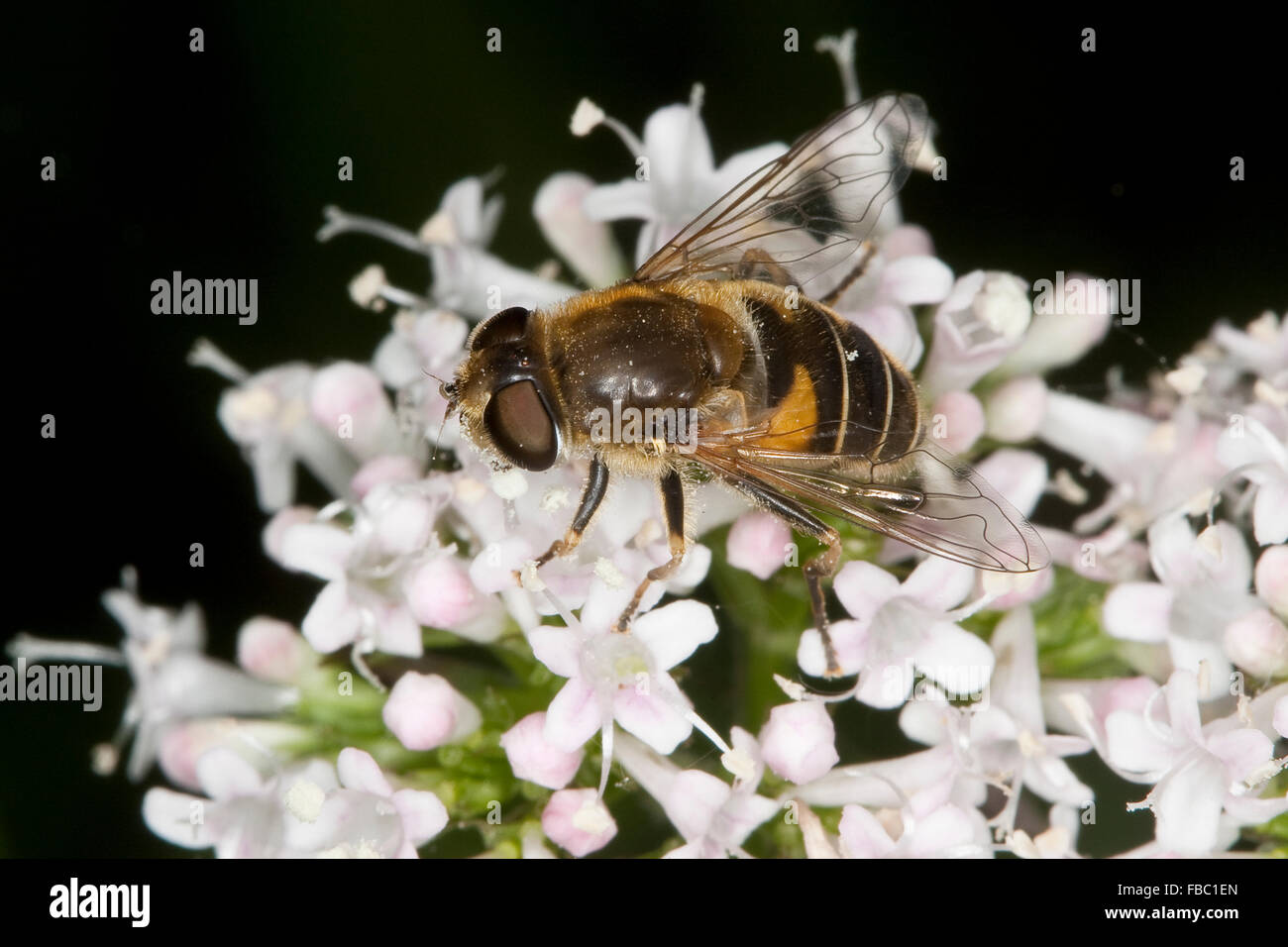 Menor drone fly, hoverfly, Kleine Bienen-Schwebfliege, Kleine Bienenschwebfliege, Eristalis arbustorum, Blütenbesuch Foto de stock