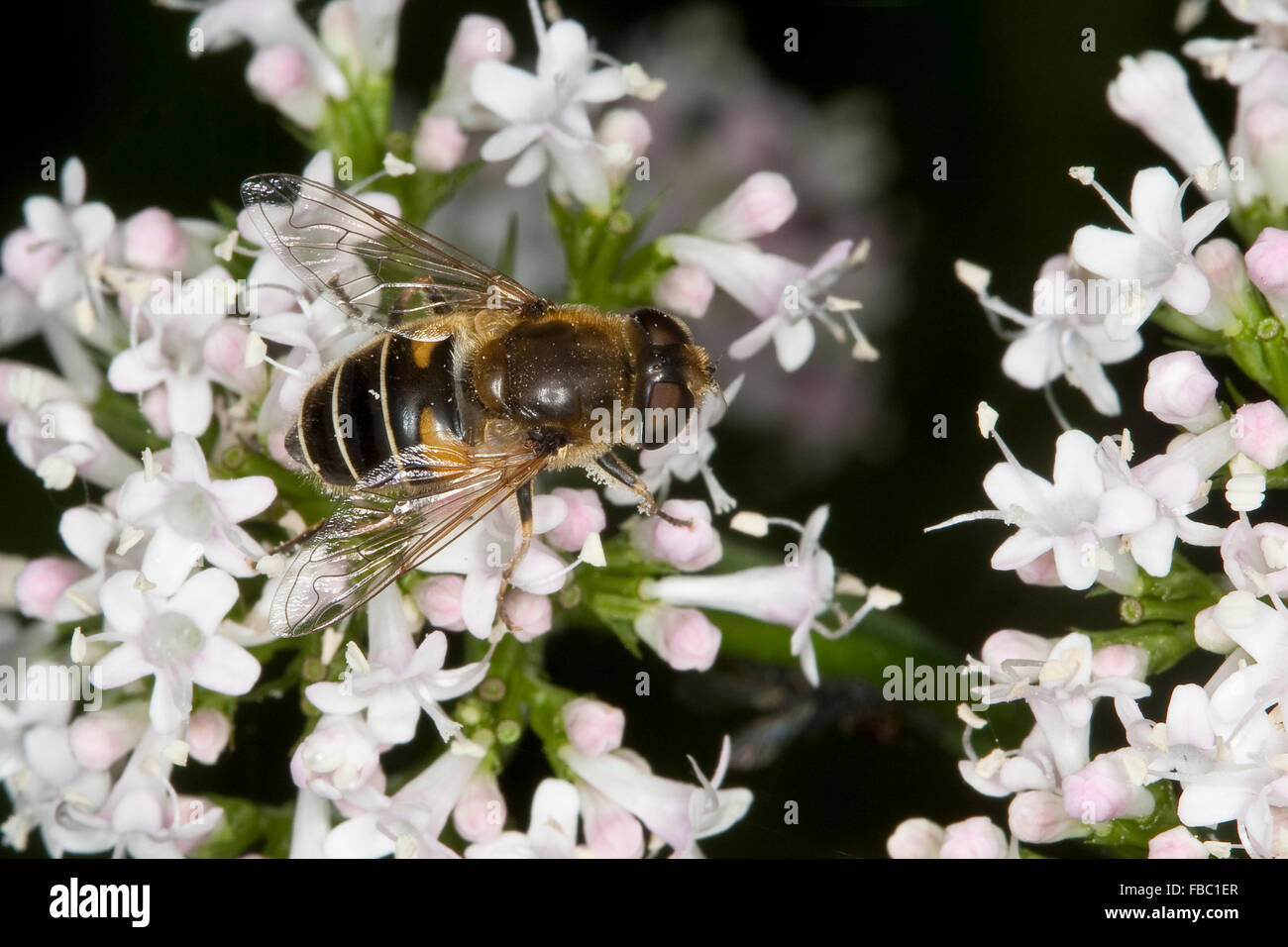 Menor drone fly, hoverfly, Kleine Bienen-Schwebfliege, Kleine Bienenschwebfliege, Eristalis arbustorum, Blütenbesuch Foto de stock