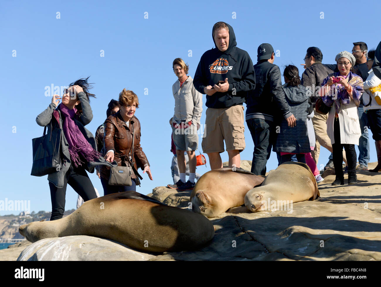 Los turistas reunidos en torno descansando juntas / lobos marinos cerca de La Jolla Cove en San Diego, California Foto de stock