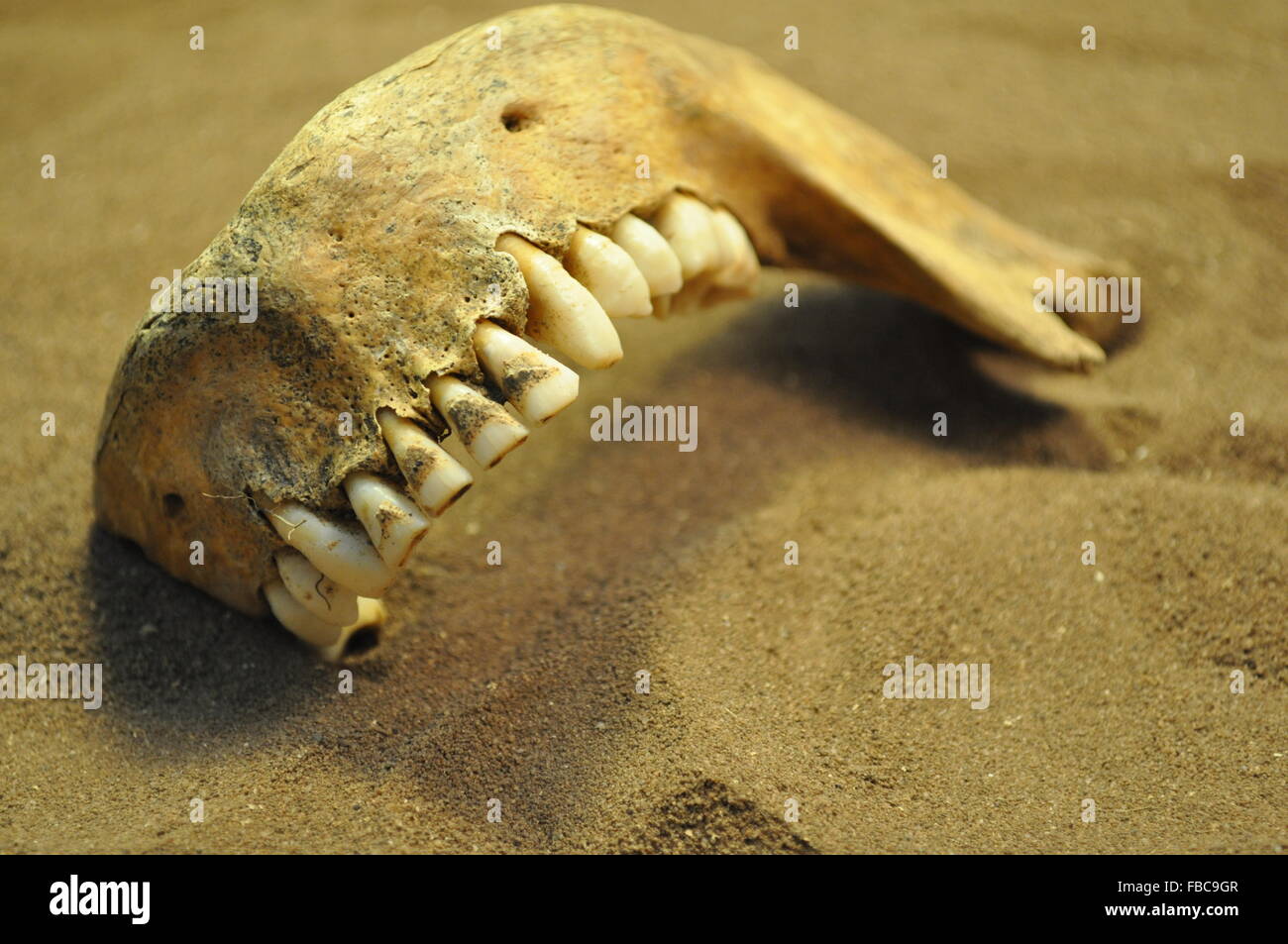 Los huesos del esqueleto humano Foto de stock