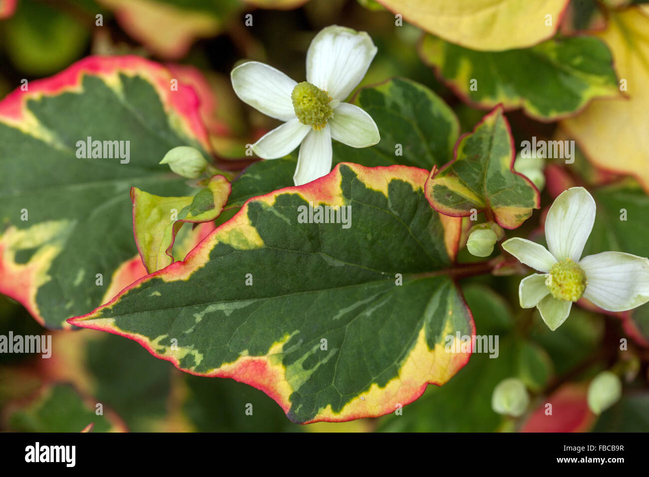 Houttuynia cordata flores perennes de la sombra de partes de un jardín  conocido como lagarto de cola, camaleón, planta heartleaf, fishwort  Fotografía de stock - Alamy