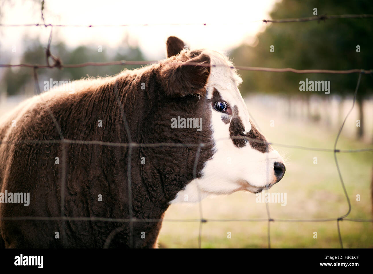 Perfil de marrón y blanco de vaca a través de una valla de alambre mirando hacia viewer Foto de stock
