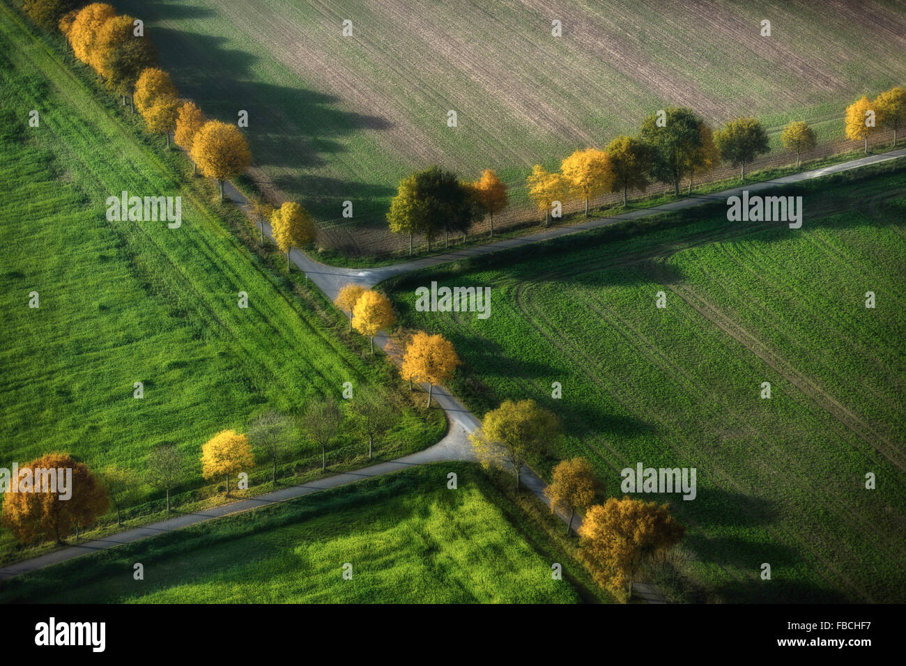 Vista aérea de la avenida arbolada, caminos de tierra, encrucijada, cruzado doble, otoño de revival, hojas de otoño, agricultura, campos Foto de stock