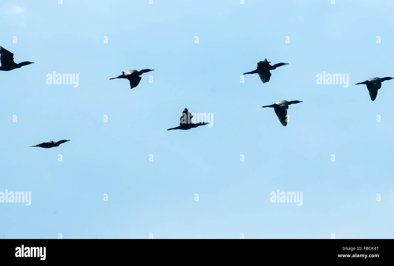 Bandada de cormoranes negros pájaros volando rápidamente de izquierda a derecha en el azul pálido del cielo. Foto de stock
