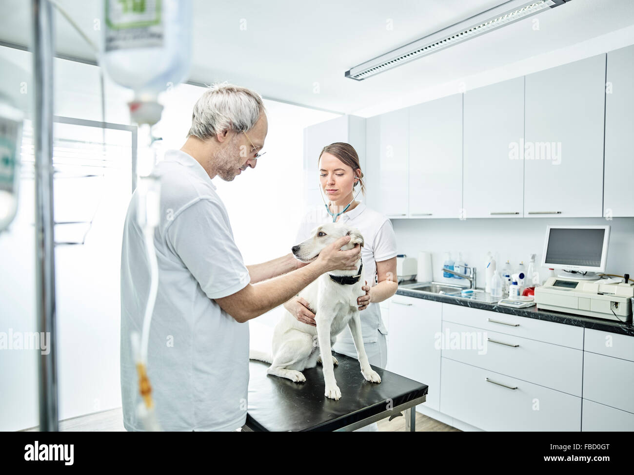 Veterinarios examen de perro en la práctica veterinaria, Austria Foto de stock