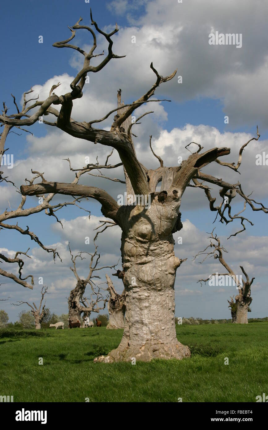 Viejos árboles muertos, un bosque muerto Fotografía de stock - Alamy