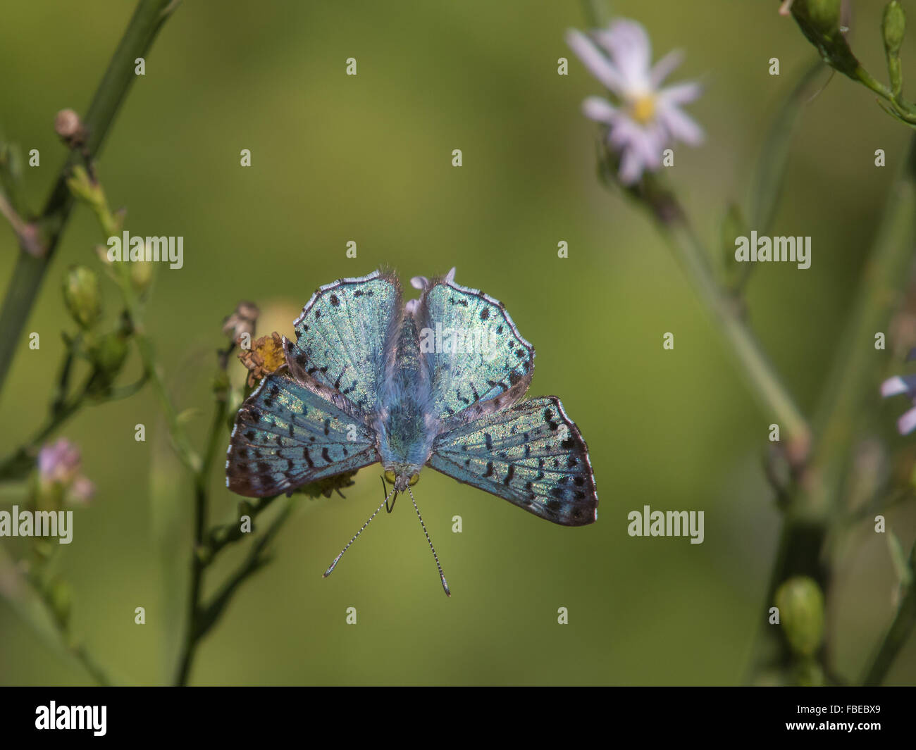 Azul, Lasaia Metalmark sula Foto de stock