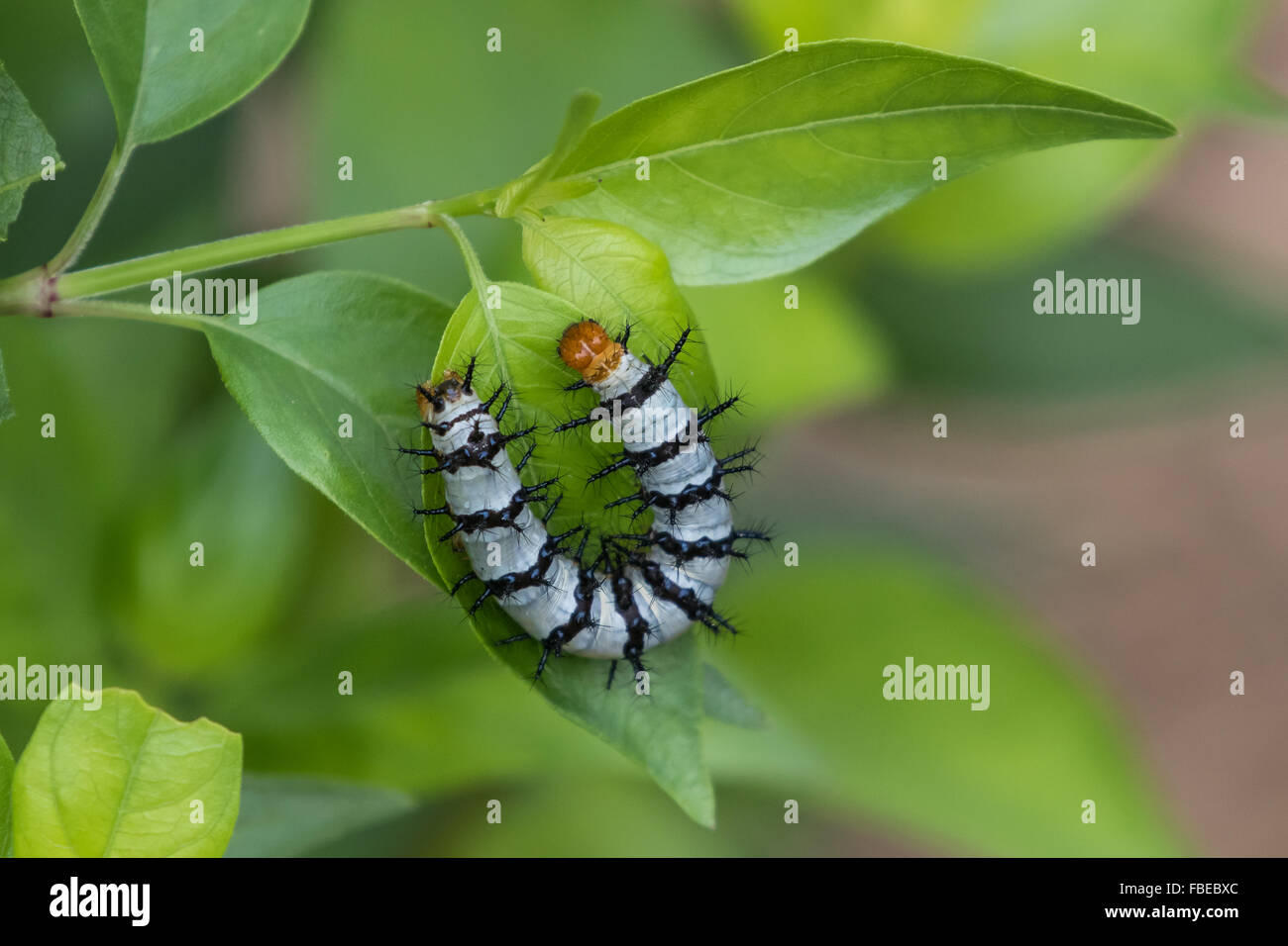 Un parche de color carmesí, Chlosyne janais, caterpillar alimentándose de hojas de acanto. Foto de stock