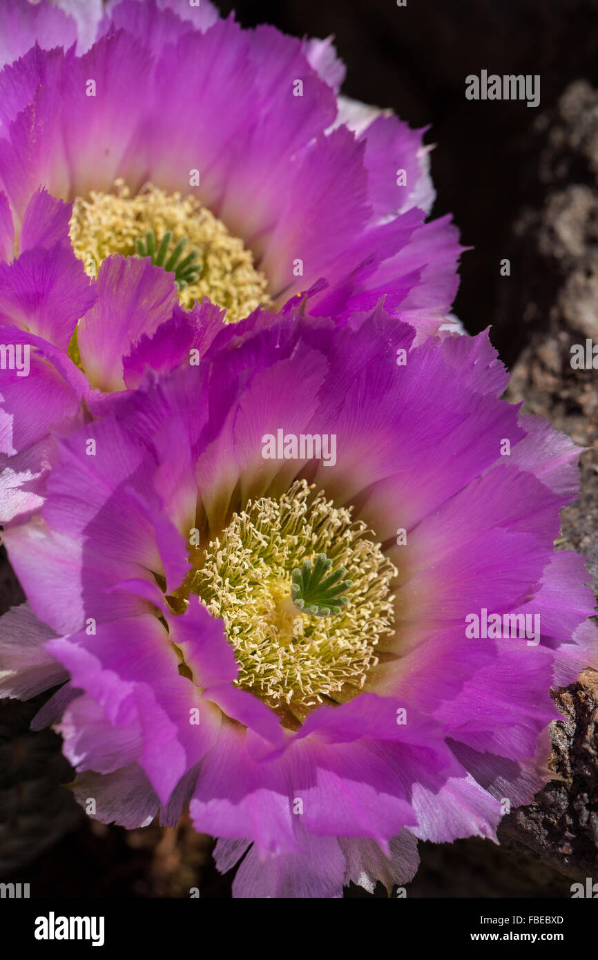Dos hermosas flores rosas sobre un encaje Hedgehog Cactus, Echinocereus reichenbachii. Foto de stock