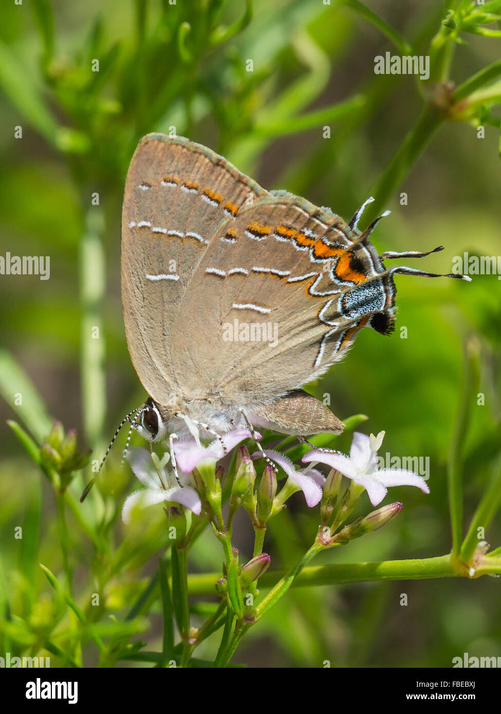 Un fresco Jaboncillo, Phaeostrymon Hairstreak alcestis, mariposas alimentándose de una pequeña flor blanca Foto de stock