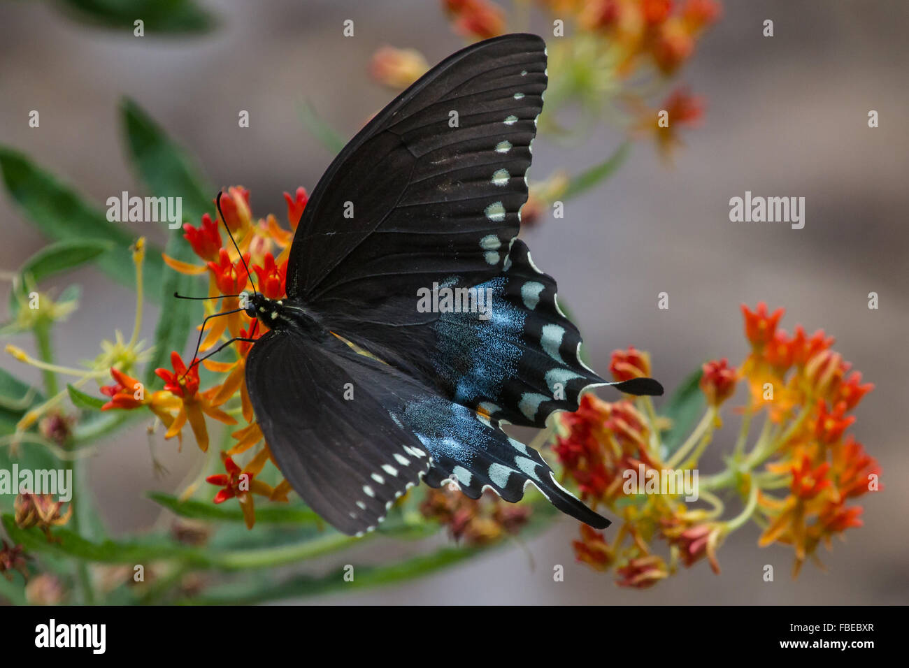 Una hembra Spicebush Especie, Papilio Troilo, alimentándose de una flor asclepias Foto de stock