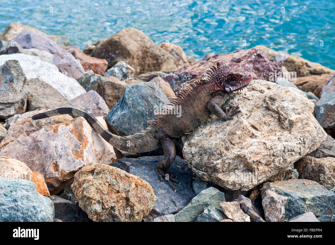 Iguana marina en la costa de Saint Thomas, Islas Vírgenes de EE.UU. Foto de stock