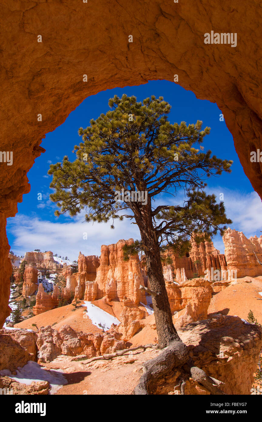 Arco de árbol Bryce Canyon, Utah Foto de stock