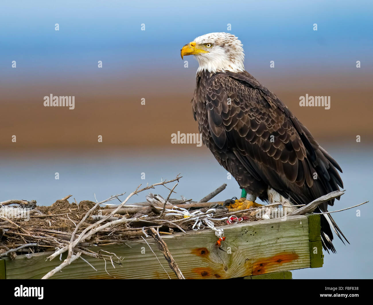 En el nido del águila calva Fotografía de stock - Alamy