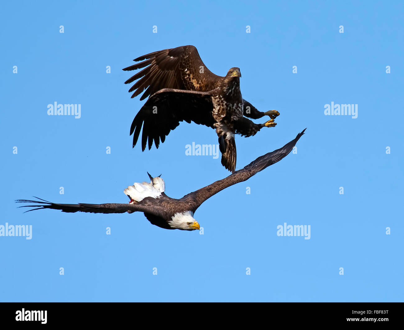 El águila calva batalla Fotografía de stock - Alamy