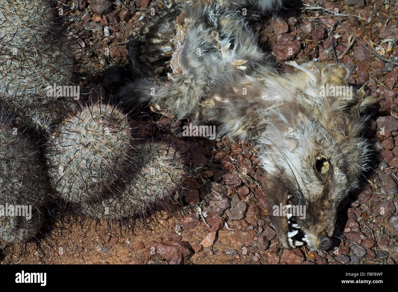 Zorro gris (Urocyon cinereoargenteus) cadáver, víctima de la sequía extrema en el desierto de Sonora, Arizona, EE.UU. Foto de stock