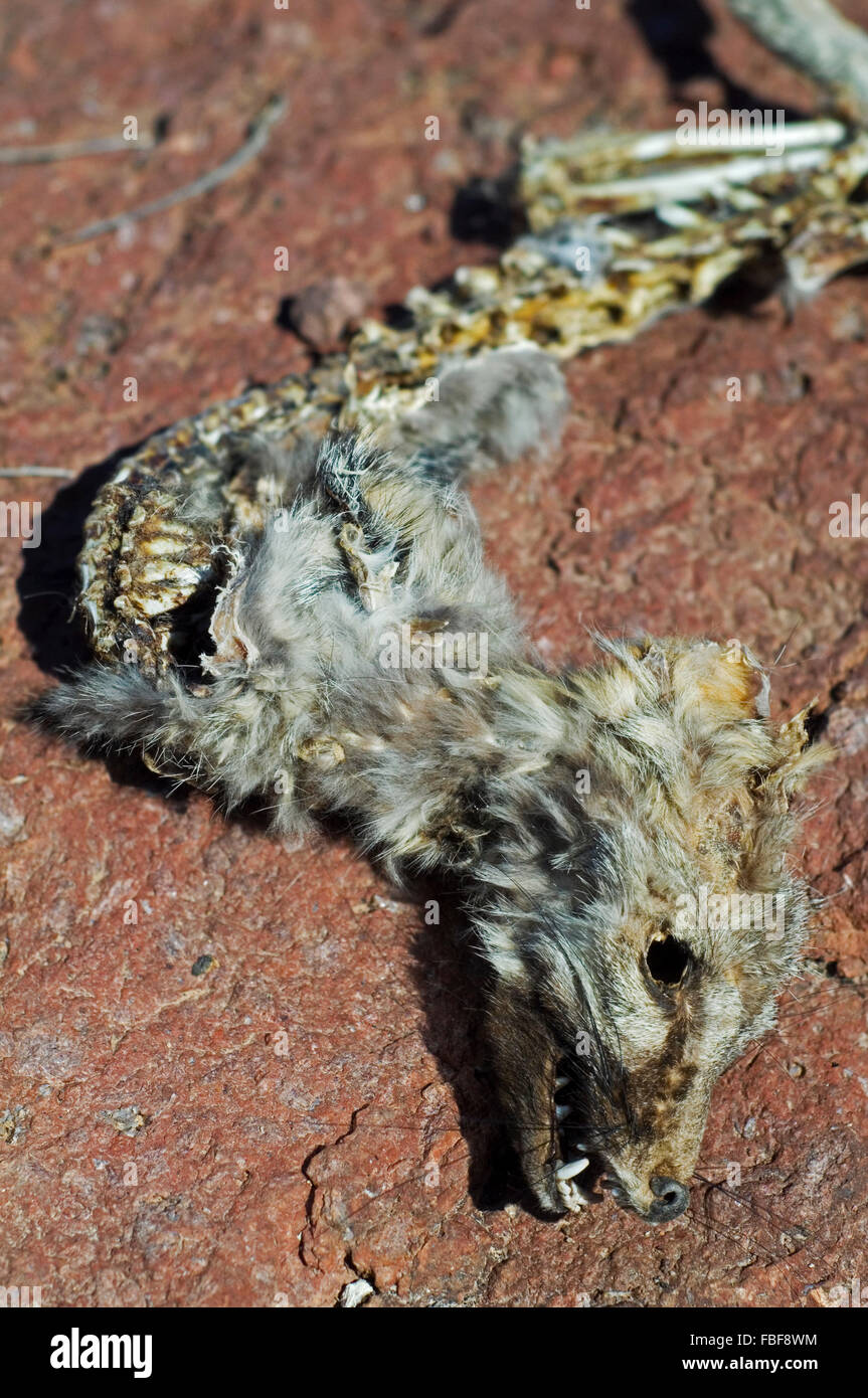 Zorro gris (Urocyon cinereoargenteus) cadáver, víctima de la sequía extrema en el desierto de Sonora, Arizona, EE.UU. Foto de stock