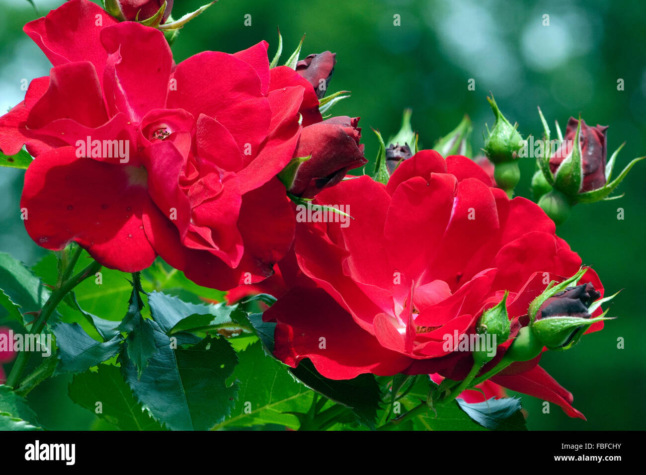 Kletterrose, Zweibruecken Foto de stock