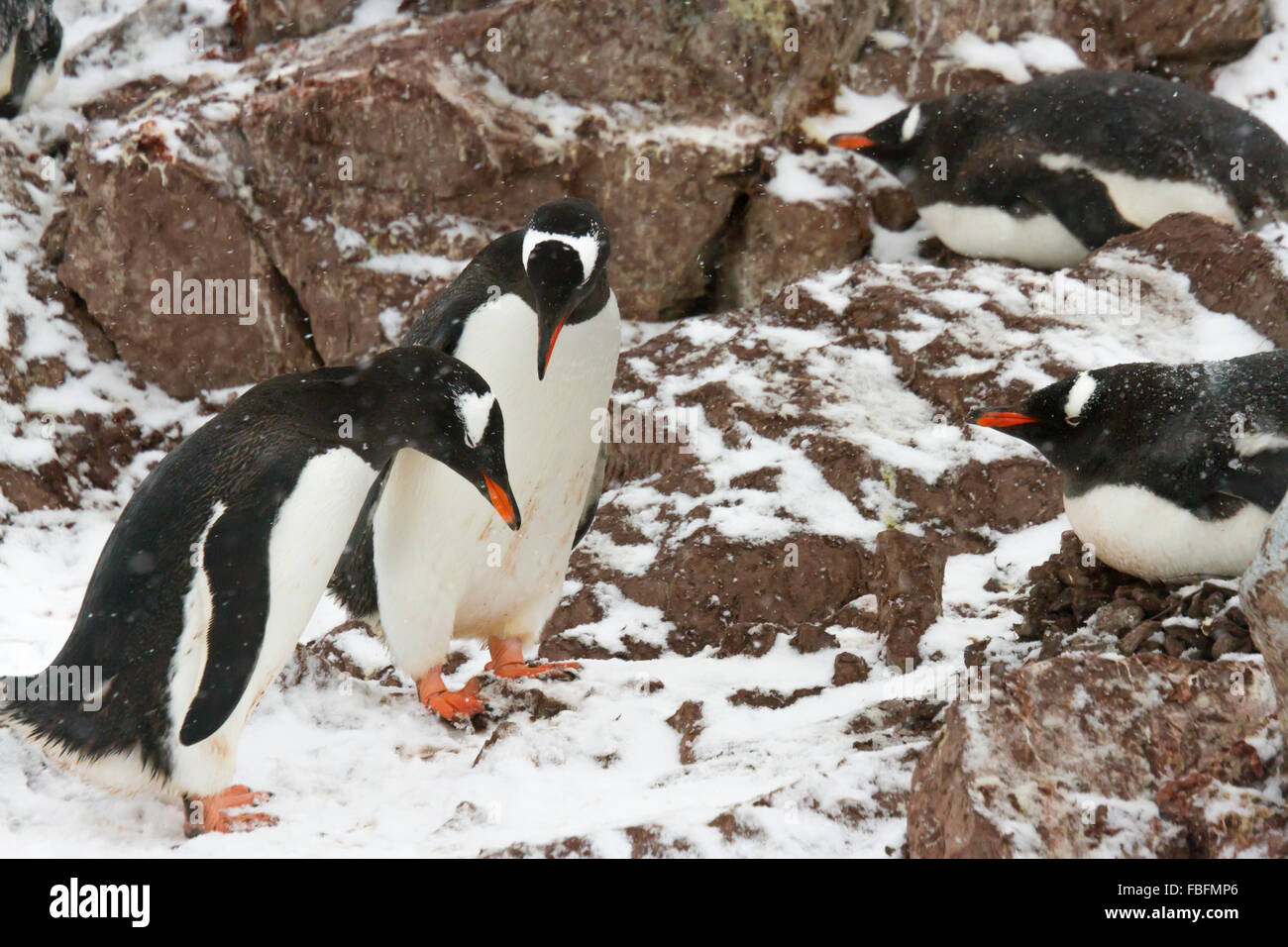 Dos pingüinos macho cortejando femenino en el apostadero de isla Ronge, en la Antártida. Foto de stock