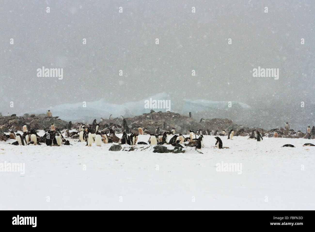 La nieve caída en la colonia de pingüinos gentoo en la Antártica, Isla Ronge. Foto de stock