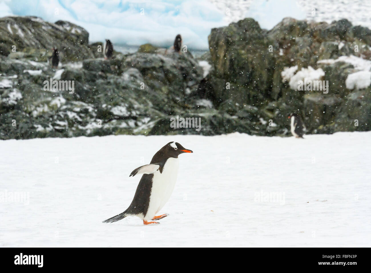 Waddling pingüinos en Isla Ronge rookery en la Antártida. Foto de stock
