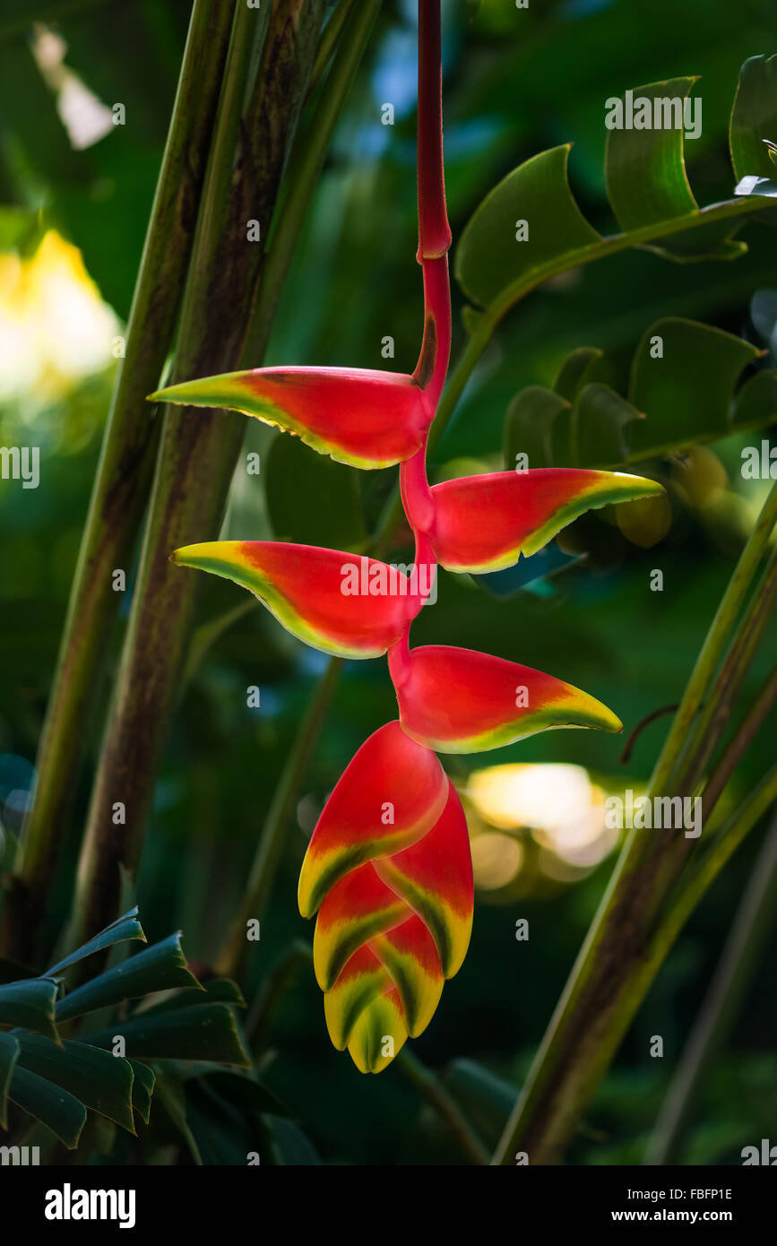 árbol tropical flor roja y amarilla fotografías e imágenes de alta  resolución - Alamy