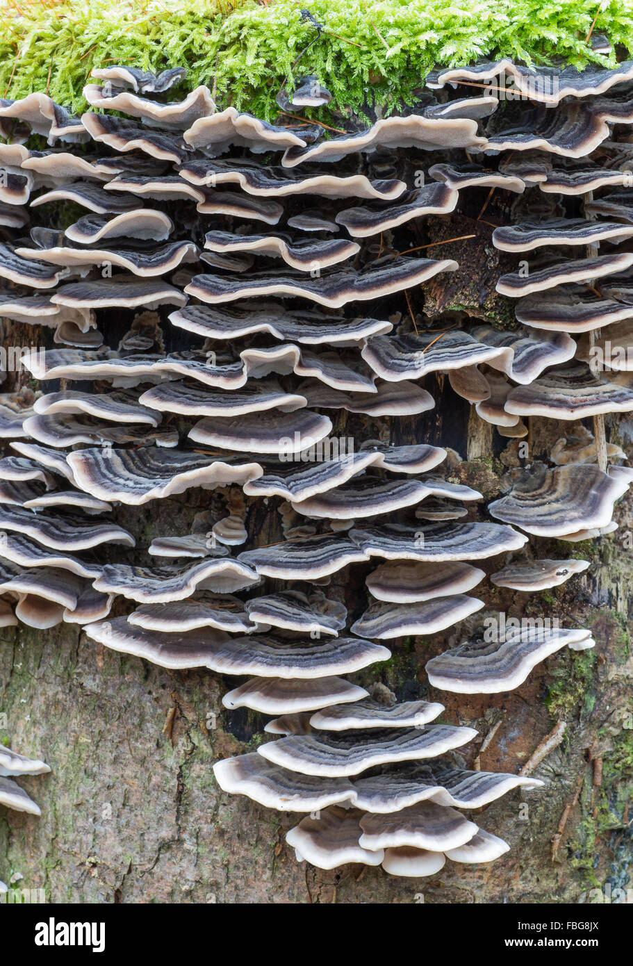 Turquía tail (Trametes versicolor) en el tocón de árbol, Alemania Foto de stock