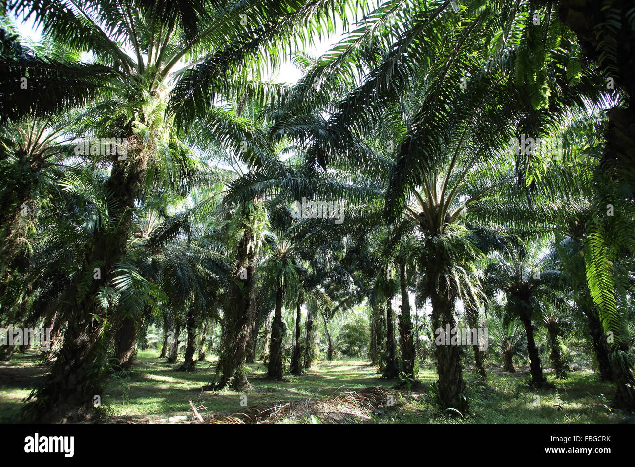 Plantación de palma africana en Tailandia Foto de stock