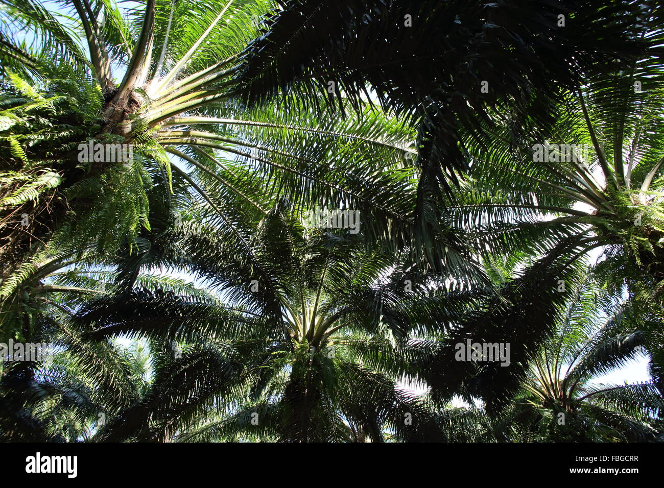 Plantación de palma africana en Tailandia Foto de stock