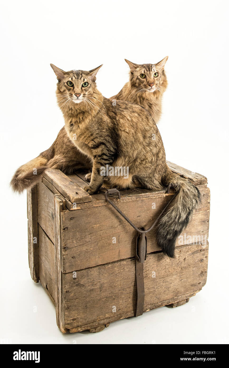 Hermanos, cat, frends Foto de stock